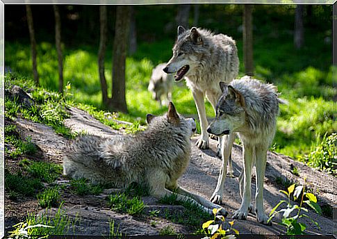 Even the smallest poodle is a wolf at heart