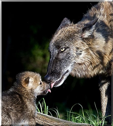 wolf and cub