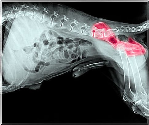 Everything You Need to Know About Hip Dysplasia in Dogs