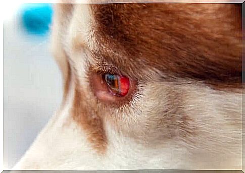 Eye Effusion in Dogs: How to Treat