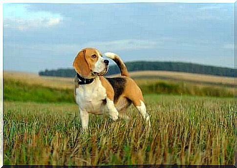 dog in the field