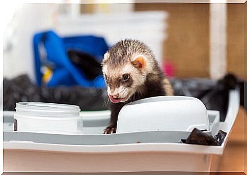 Ferret feeding: ideal menu