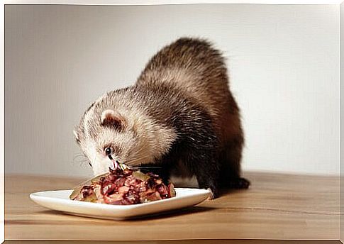 ferret food