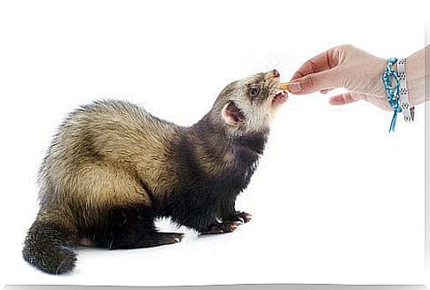 ferret eating snack