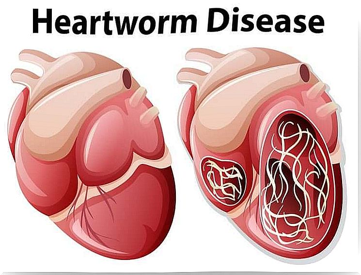 heart worm disease