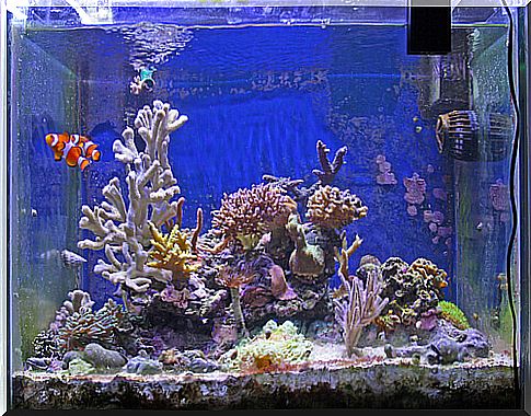 put an aquarium