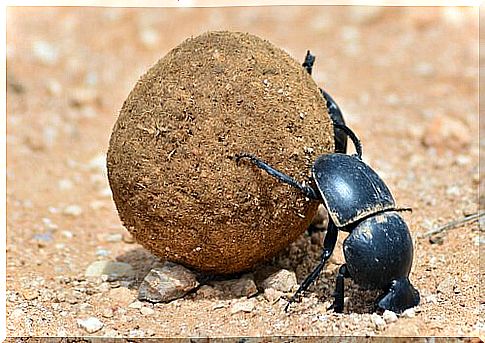 Discover some fun facts about beetles