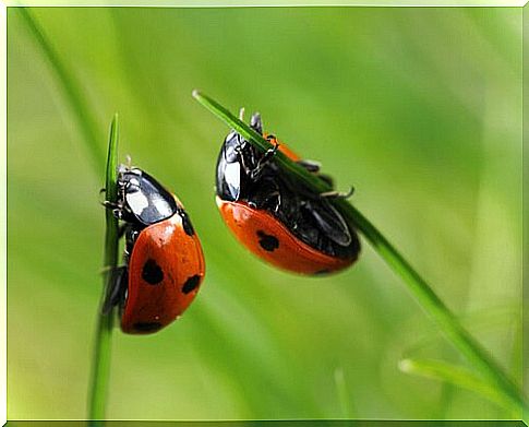 ladybugs are beetles