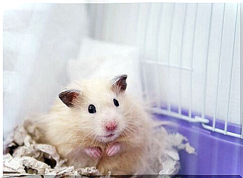 Five species of hamster