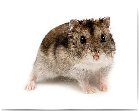 hamster species