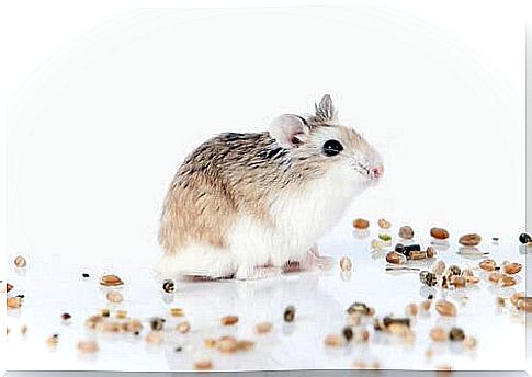 dwarf hamster species