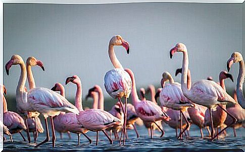 Fun facts about flamingos