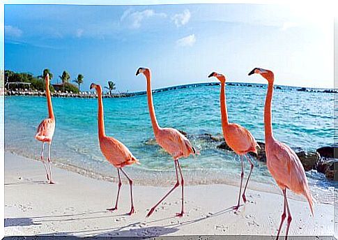 where the flamingos live