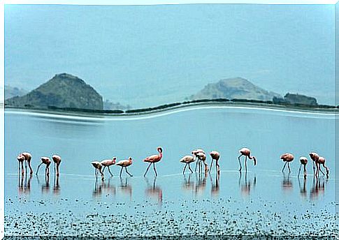 The secret behind the color of flamingos