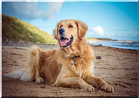 Knowing the Labrador family