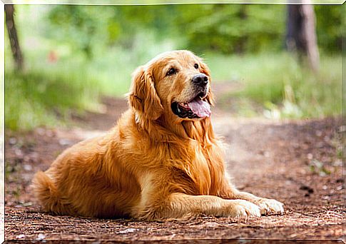 Características da família dos Retriever