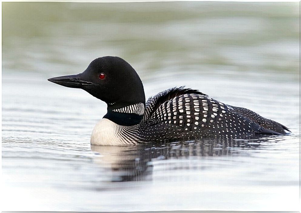 Great loon: characteristics, habitat and reproduction