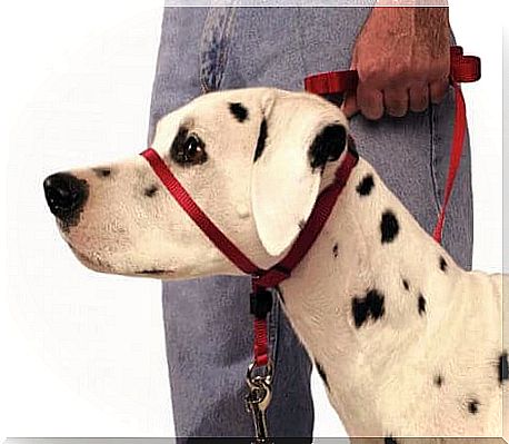 Halter collar: how to use it correctly