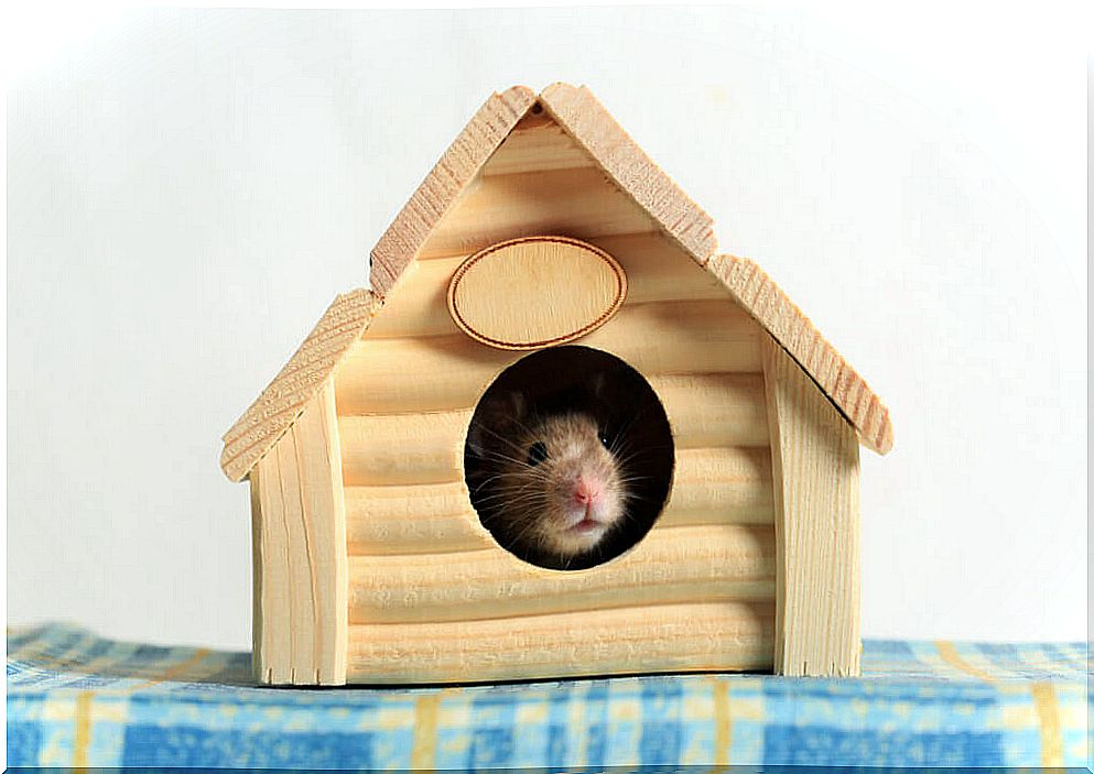 Hamster houses: types and recommendations