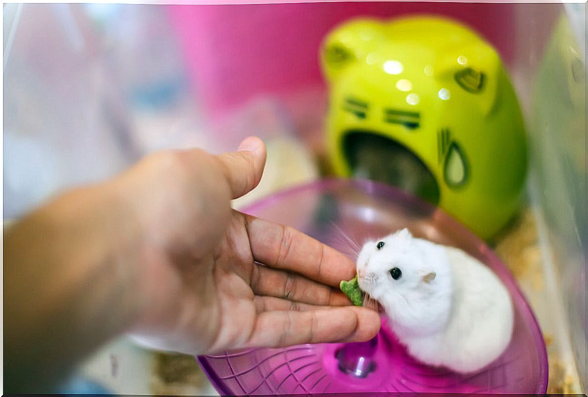 A hamster in its cage.