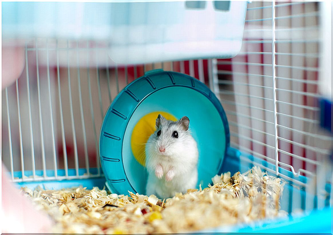 A hamster spins on a wheel.