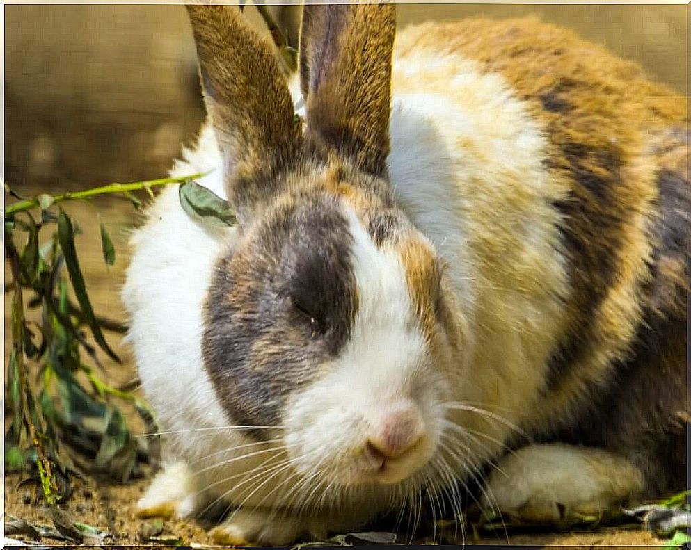 Harlequin Rabbit: characteristics, care and feeding