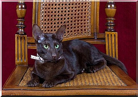 Havana cat, brown as tobacco and coffee