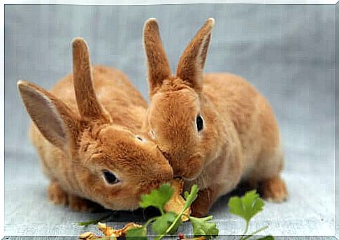 Hazardous food for rabbits