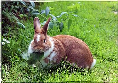 rabbit eating plants