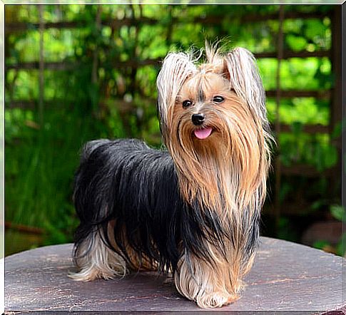 yorkshire terrier