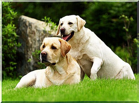 Labradors