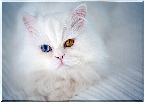 heterochromia in cats