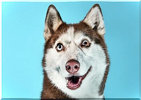 Siberian husky with partial heterochromia