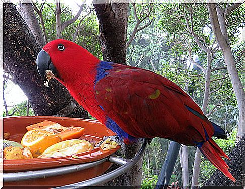 Homemade food for your parrot