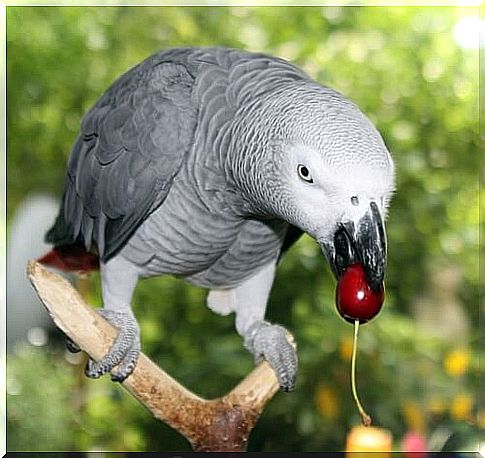 Gray parrot eating homemade food