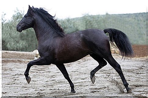 Thoroughbred ponytail