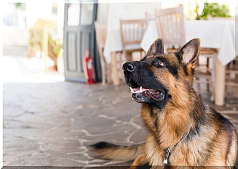 Hotel for dogs, for when your pet is not traveling with you