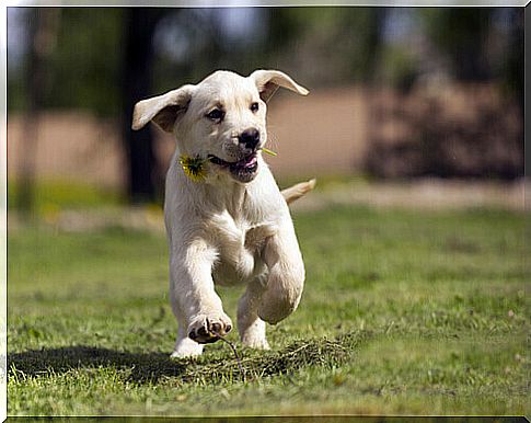 albert-the-dog-scientist