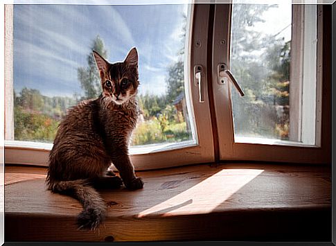 cat-in-your-house-window