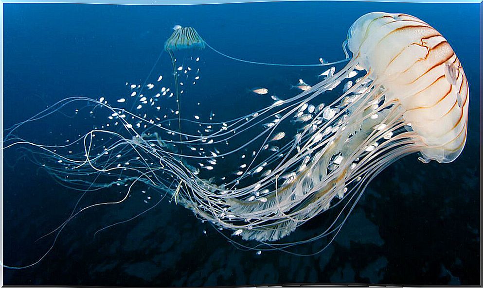 How do jellyfish release poison?