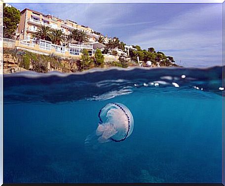 A jellyfish on a hotel beach.