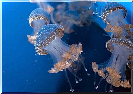 A group of jellyfish.