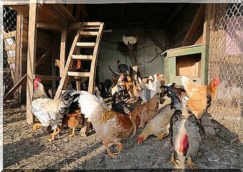 How to choose the perfect chicken coop for your chickens?