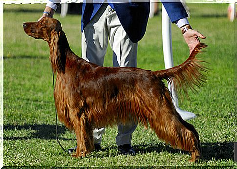 How Dog Beauty Contests Work