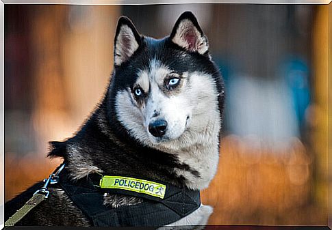 siberian husky police dog