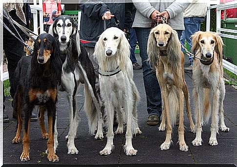 Dogs in dog beauty contest