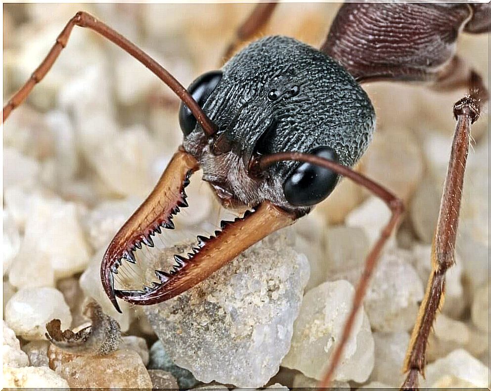 How important are ants in ecosystems?