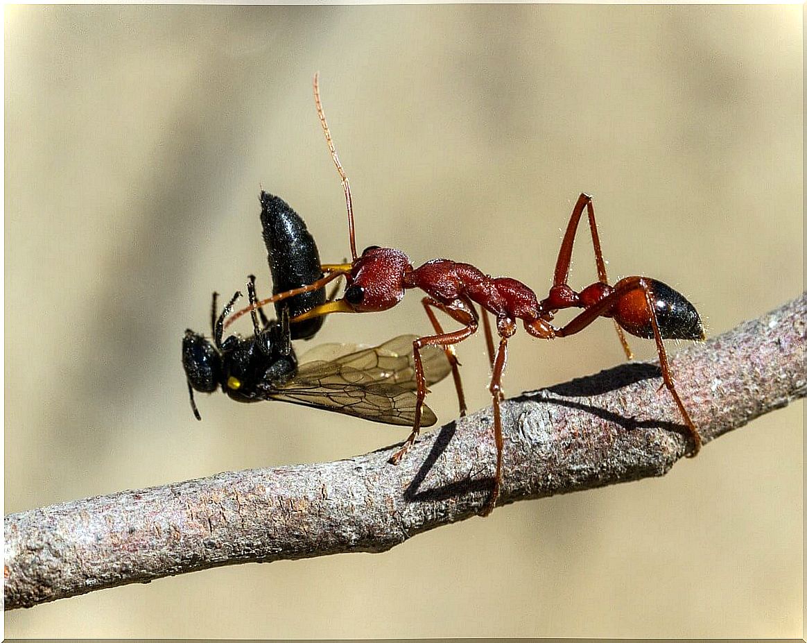 An ant of the Myrmecia genus eats a wasp.