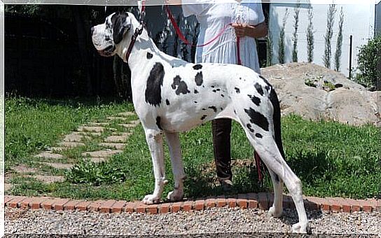 Great Dane