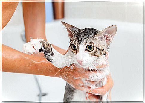 cat taking a bath